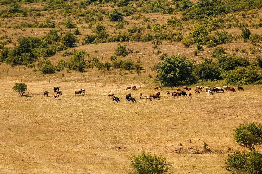 vacas, manada, césped, cerros, seco, arboles, rural, animales, lechería, prado, mamífero