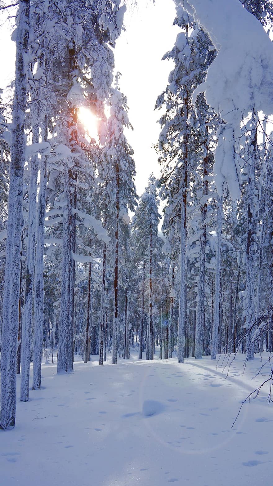 Laplandija, miškas, sniegas, žiemą, tyliai, išorėje, dangus, mediena, senas miškas, pušis, pušynas
