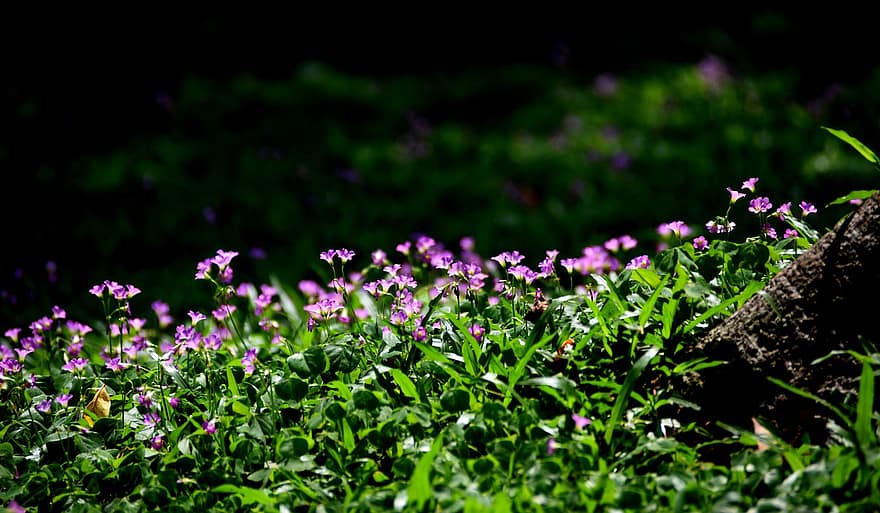 piccoli fiori, erba, fiori selvatici, campo, fiori viola, tappeto di fiori, flora, floricoltura, orticoltura, botanica