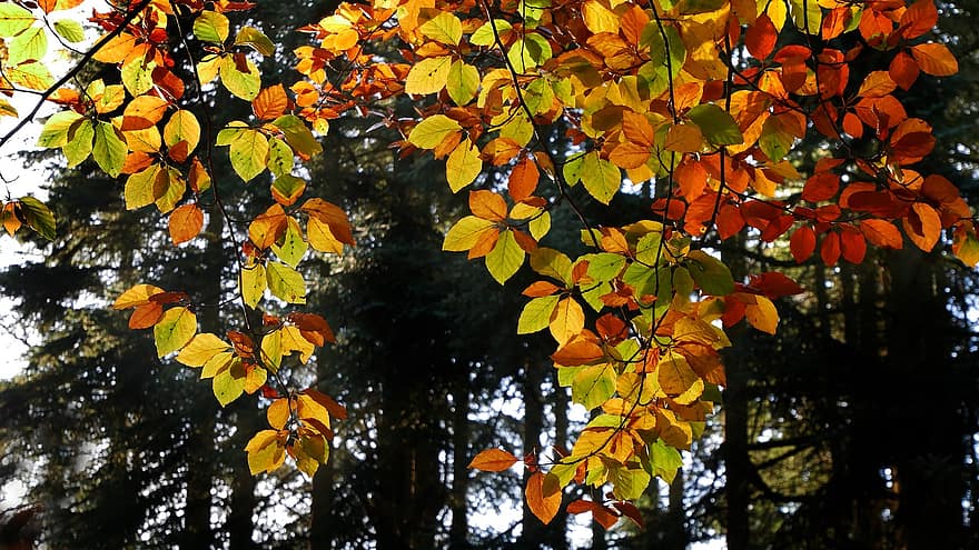 spadek, światło, zabarwienie, pościel, las, liść, jesień, drzewo, żółty, pora roku, intensywny kolor