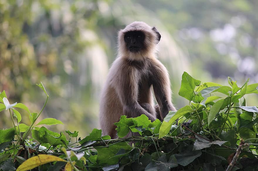 Maimuță Așezată Natură, maimuţă, Maimuță drăguță, ședință, arhiepiscop, animale sălbatice, junglă, cimpanzeu, natură, față, mama