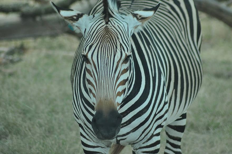 Zebra, Tier, Safari, Säugetier, Pferde-, Streifen, Tierwelt, Natur, Fossiler Rand, Fossil Rim Wildlife Center, Texas