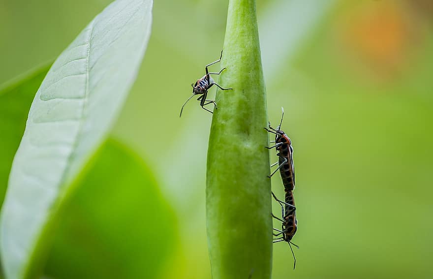 bugs, parring, insekter, dyr, natur, dyreliv, plante, insekt, tæt på, makro, blad