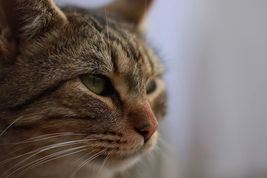 kedi, yüz, pisi, hayvan, yerli, kedi surat, tekir, gri tekir, Tekir kedi, kedinin gözleri, portre