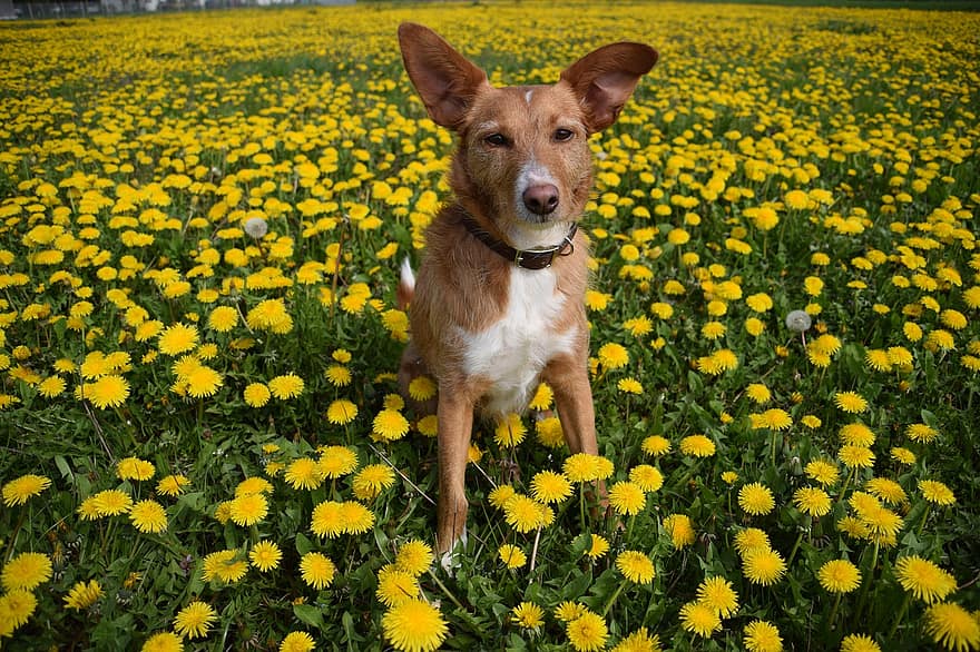 šuo, šunims, naminių gyvūnėlių, gėlės, lauke, pievos, pobūdį, ausys, podenco, karoliai