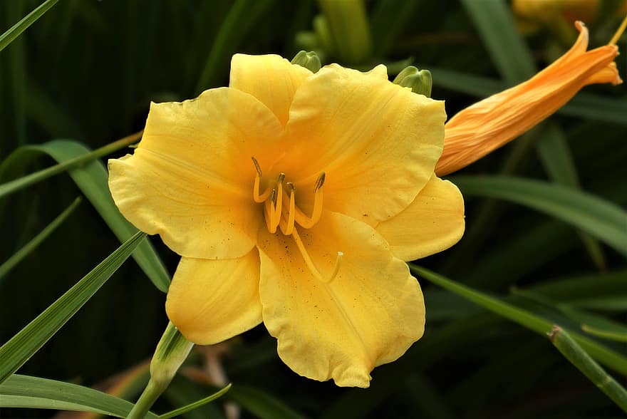 Yellow Daylily, Flower, Plant, Yellow Flower, Petals, Bud, Bloom, Leaves, Nature, Summer