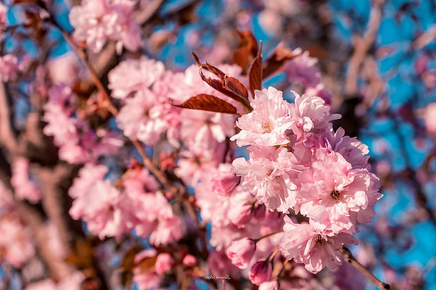 flor de cirerer, flors, branca, primavera, flors de color rosa, sakura, florir, flor, arbre, full, primer pla