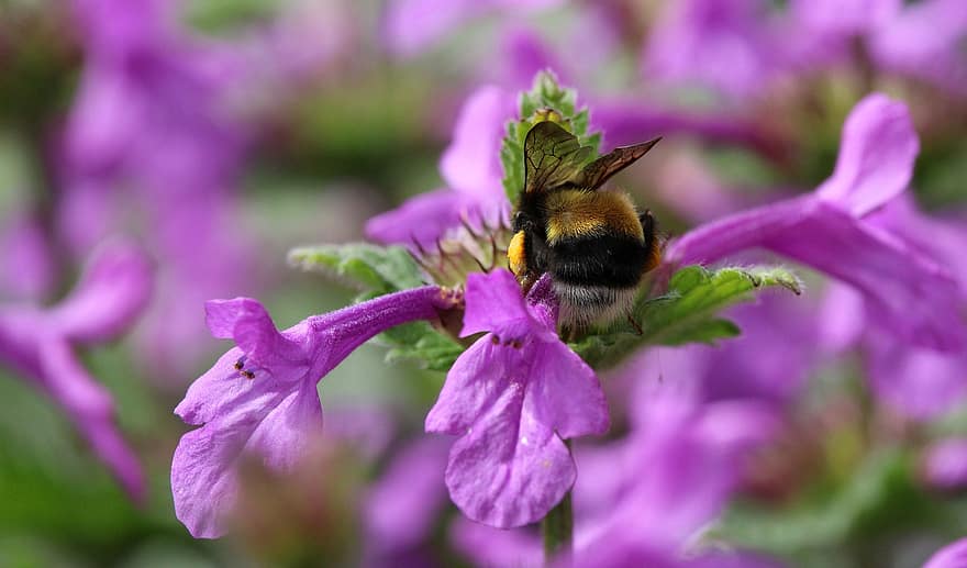 pszczoła, owad, pluskwa, skrzydełka, zwierzę, dzikiej przyrody, kwiat