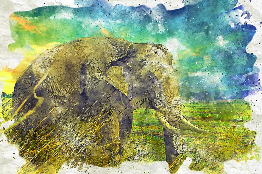 elefant, animal, aquarel·la, tronc, ullals, mamífer, vida salvatge, pintura, Pintura a l'aigua