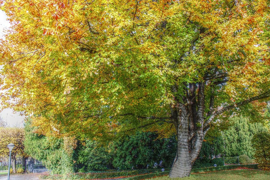 strom, Příroda, podzim, sezóna, list, les, žlutá, říjen, rostlina, zelená barva, vícebarevné