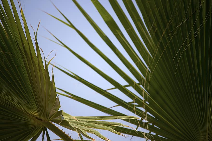 Palme træ, tropisk, blade, natur, flora