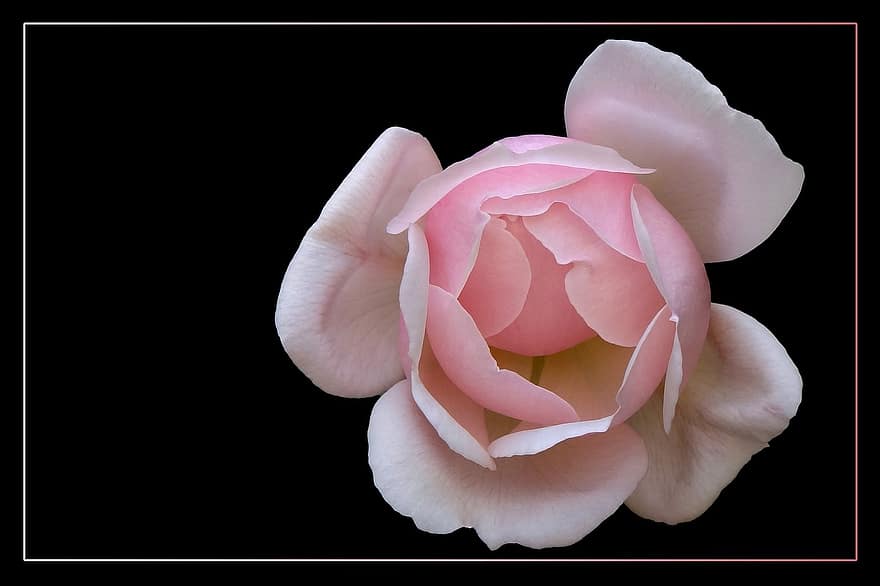 Rose, floribunda, Rosenblüte, blühen, pinke Rose, Rosa