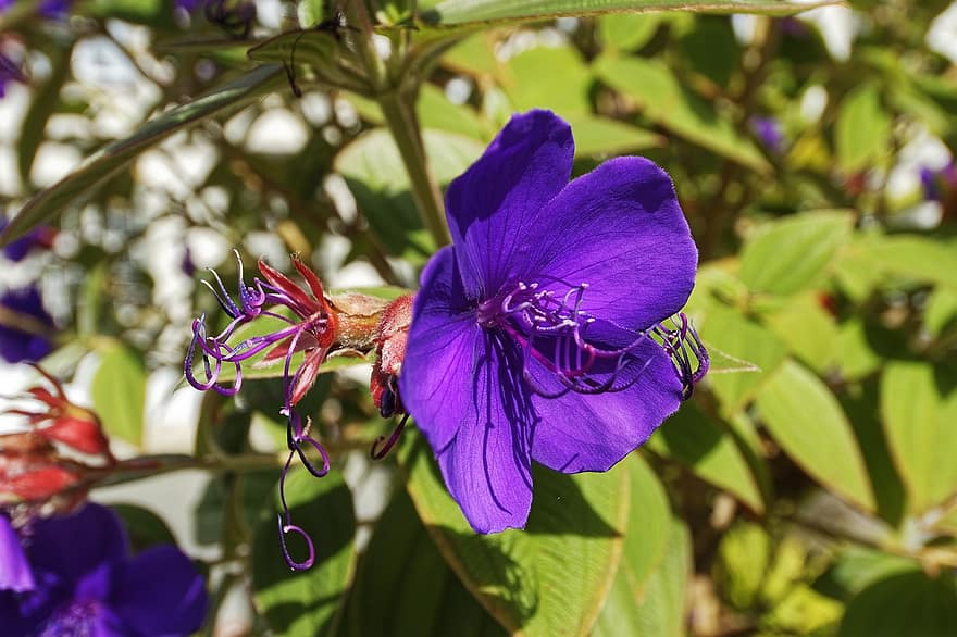 lasiandra, Purple Glory Bush, Prinsesse blomsterplante, tibouchina urvilleana, blomster, blomstre, flor, Busk, tæt på, blad, plante