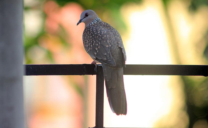 Bird, Pigeon, Spotted Dove, Feathers, Wings, Fauna, Spilopelia Chinensis Suratensis, Wildlife