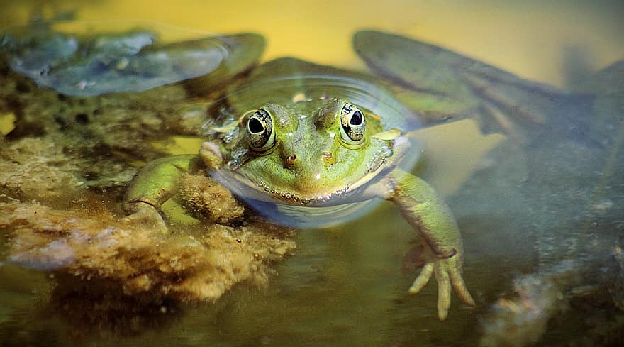 żaba, płaz, staw, woda, Żabi książę, żaba wodna, staw ogrodowy, stworzenie wodne, zwierzę