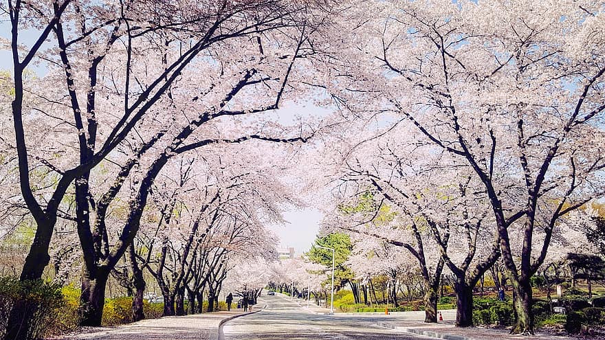 Dél-Korea, Daegu, cseresznye virágok, út, sugárút, tájkép, természet, fa, évszak, tavasz, virág