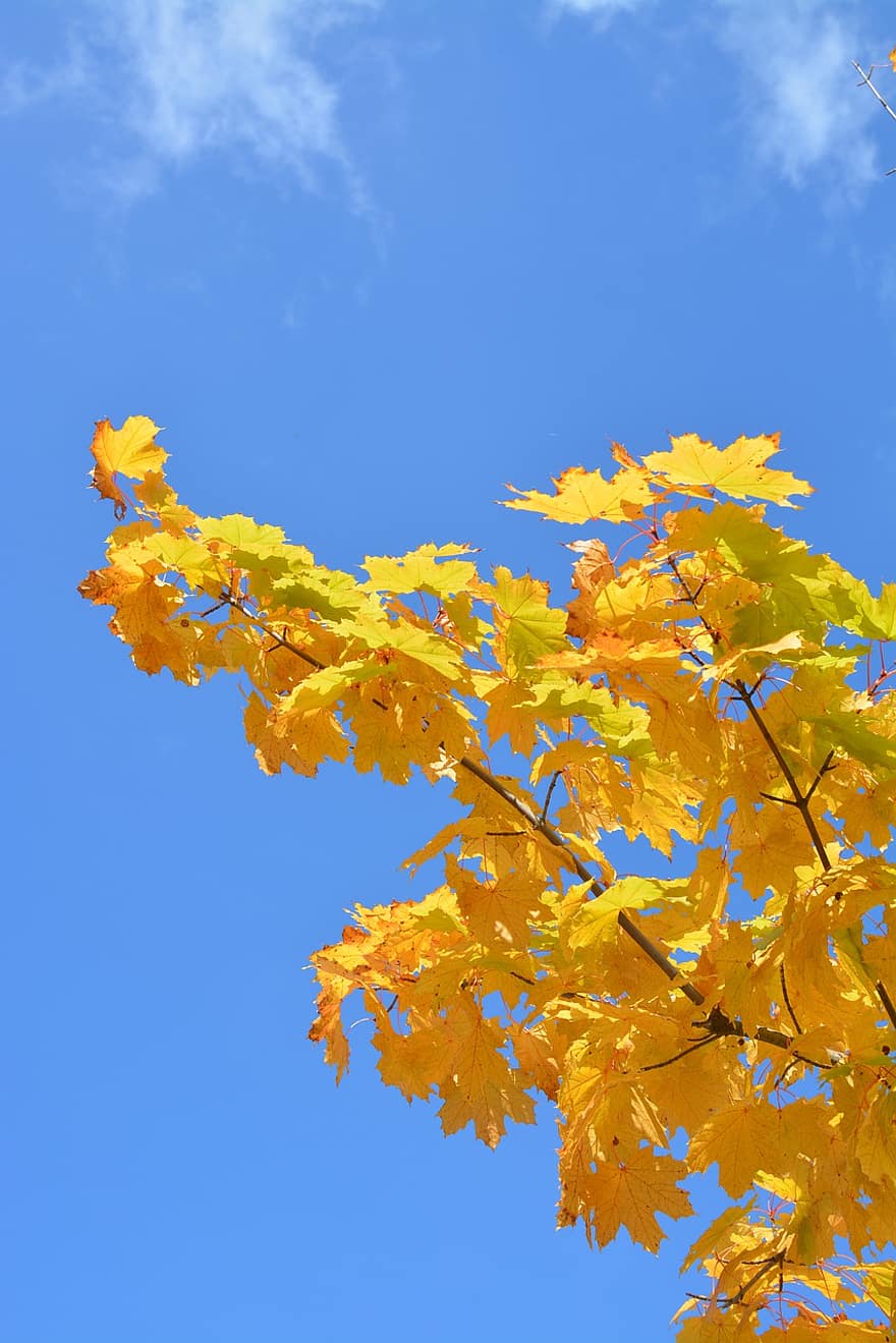 Drzewo Niebieskie, odchodzi, Natura, niebieski, jesień, roślina, las, niebo, liść, krajobraz, żółty