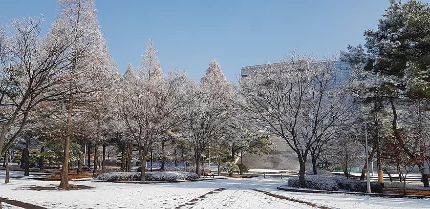 Suwon universitet, Sydkorea, vinter-, snö, träd, arkitektur, stadsbild, säsong, stadsliv, byggnad exteriör, känt ställe