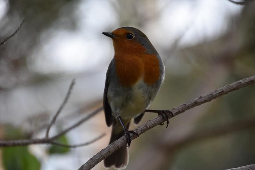 Robin, Bird, Animal, Robin Redbreast, Wildlife, Songbird, Plumage, Beak, Perched, Branch