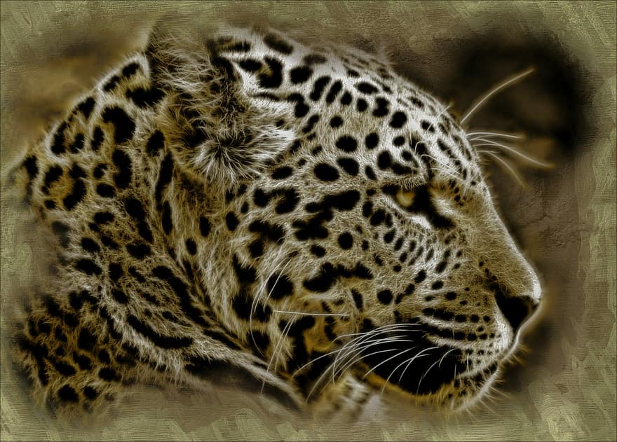 ягуар, дикий кот, животное, млекопитающее, отдыха, дикая жизнь, дикий хищник, ожидание, компьютерная графика, произведение искусства, цифровой