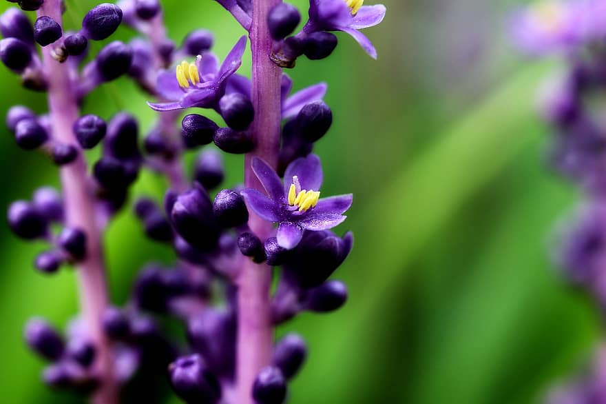 liriope, lilyturf azul grande, flores, pétala, plantas, natureza, jardim, fechar-se, afixo, macro, folha