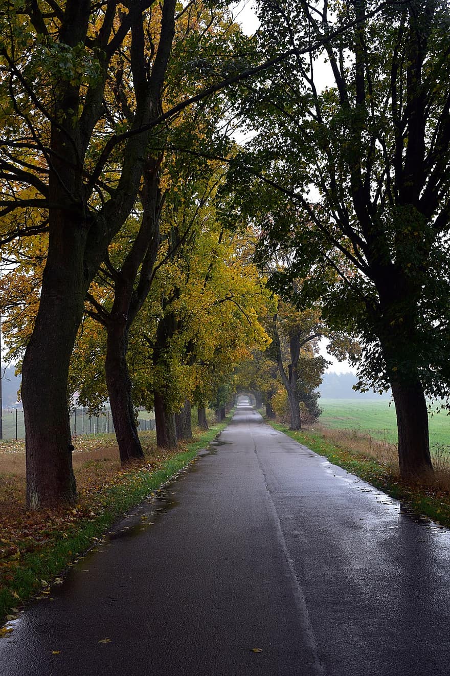 la carretera, camino, arboles, hojas, lluvia, asfalto, temporada, vistoso, naturaleza, otoño, árbol