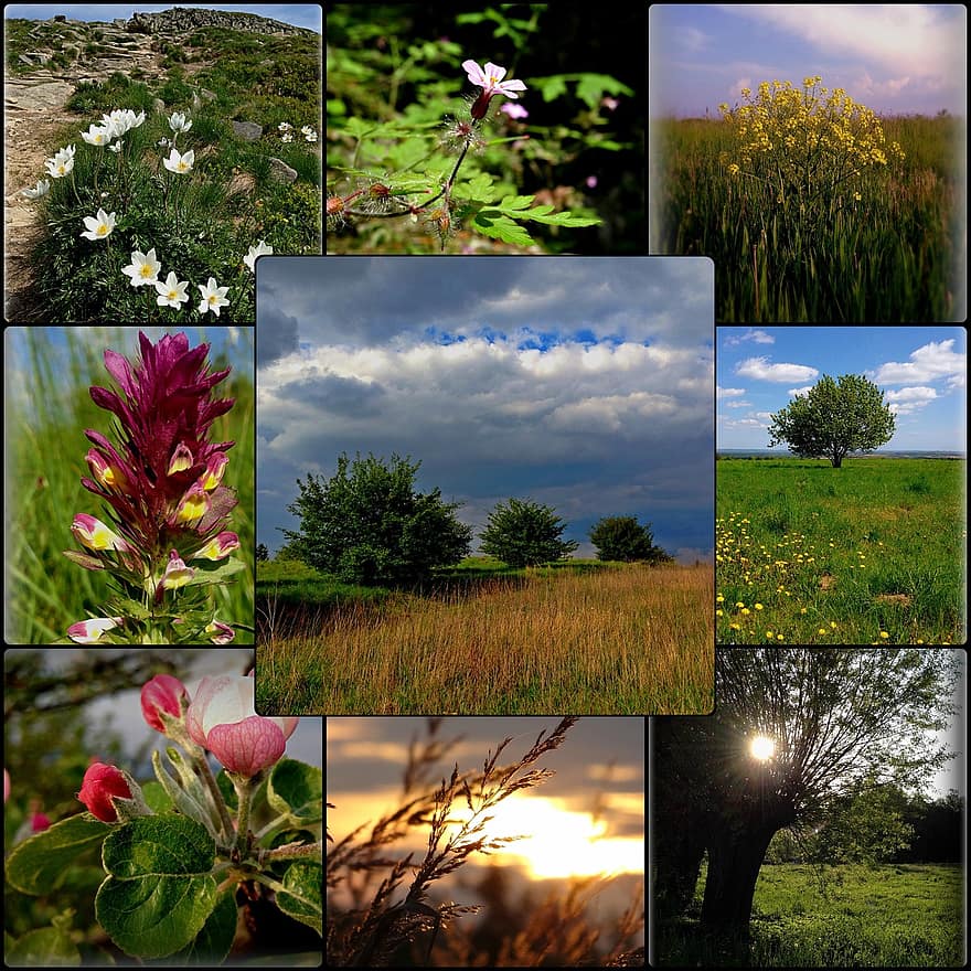 collage, la nature, Pologne