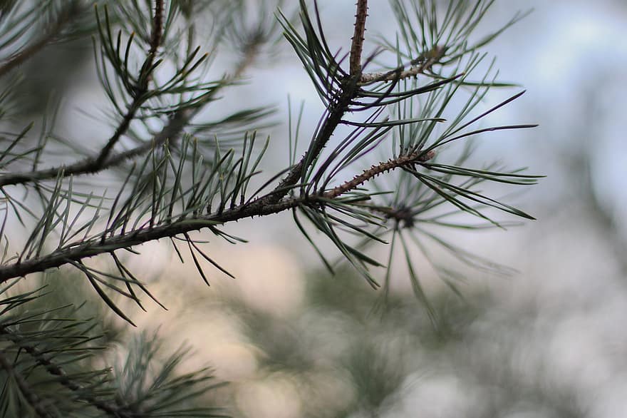 Pine Tree, Pine Needles, Nature, coniferous tree, tree, branch, close-up, plant, green color, leaf, needle