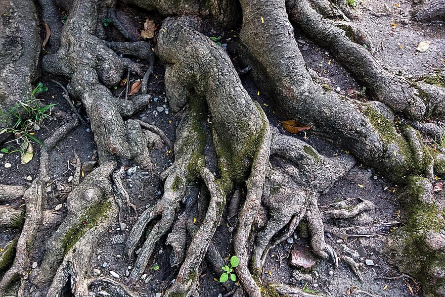 الجذور ، شجرة ، أرضية الغابة