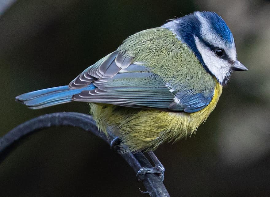 fugl, blå tit, tit, fjerdragt, fjer, have fugl, fouragering, perched, have, aviær, ornitologi