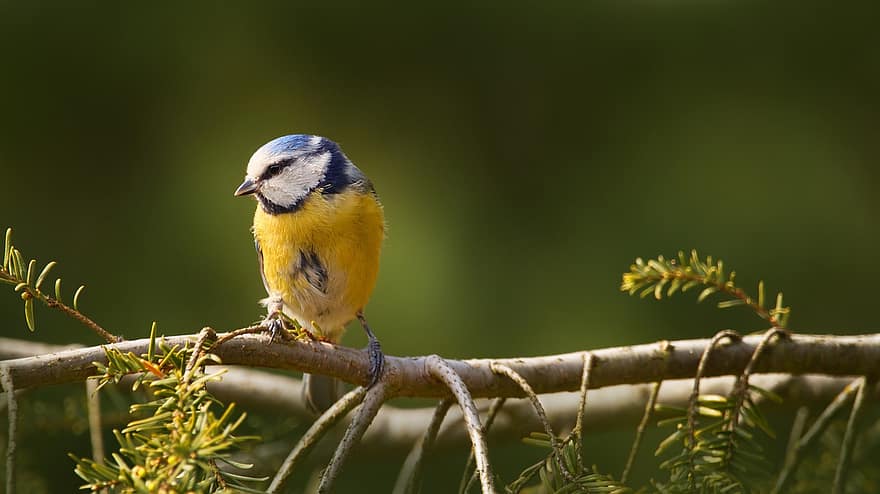 Blue Tit, Tit, Songbird, Branch, Perched, Perched Bird, Small Bird, Feathers, Plumage, Ave, Avian