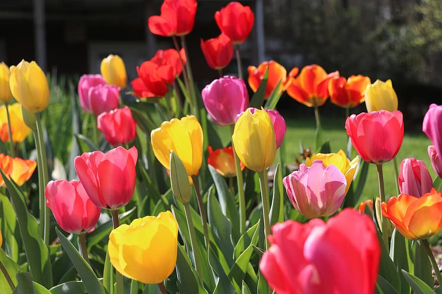 tulipaner, blomster, hage, fargerik, blomst, blomstre, prydplanter, planter, flora, natur, nærbilde