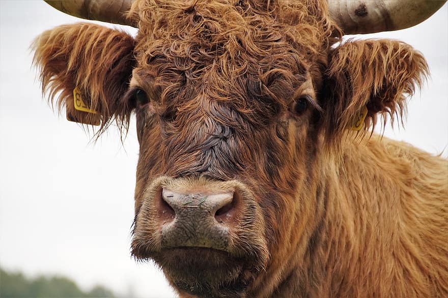 vaca, ramat, animal, bestiar escocès d’altiplà, bestiar de muntanya, mamífer, bestiar