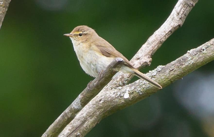 Phylloscopus collybita, chiffchaff, warbler, songbird, pasăre sălbatică, Pasărea Migrantă