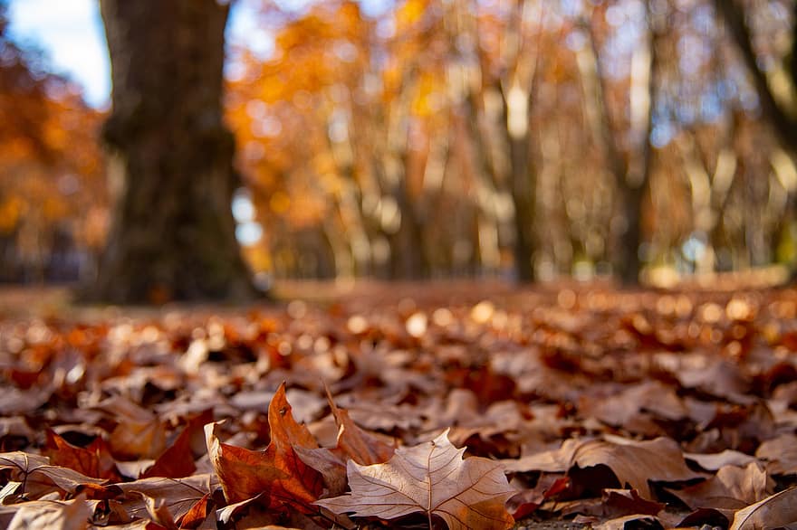 listy, park, přízemní, stromy, podzim, dřevo, Příroda, javor