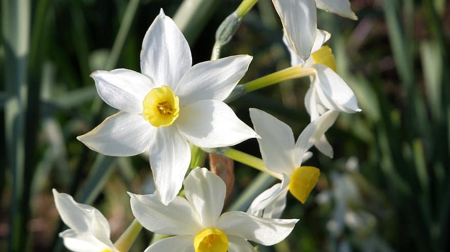Narciso florido, las flores, Flores blancas, pétalos, pétalos blancos, floración, flor, flora, plantas, Flores de primavera, naturaleza