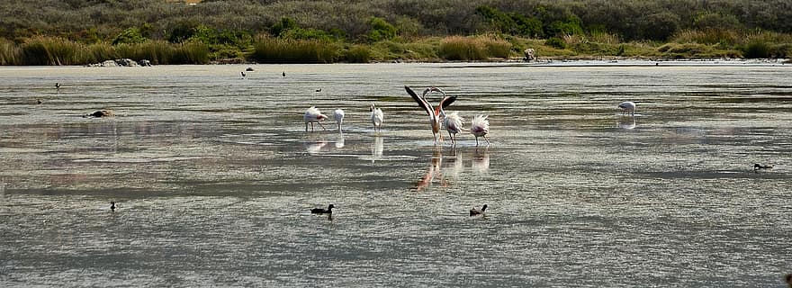 flamingoer, dyr, natur, rosa