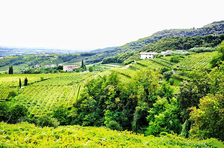 vigneto, colline, campagna, piantagione, viti, viticoltura, azienda agricola, Italia, villaggio, rurale