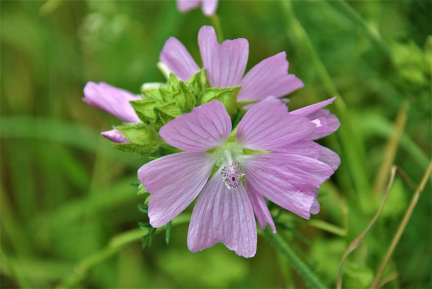Musk Mallow, Flowers, Plant, Mallow, Pink Flowers, Petals, Bloom, Spring, Meadow, Field, Nature