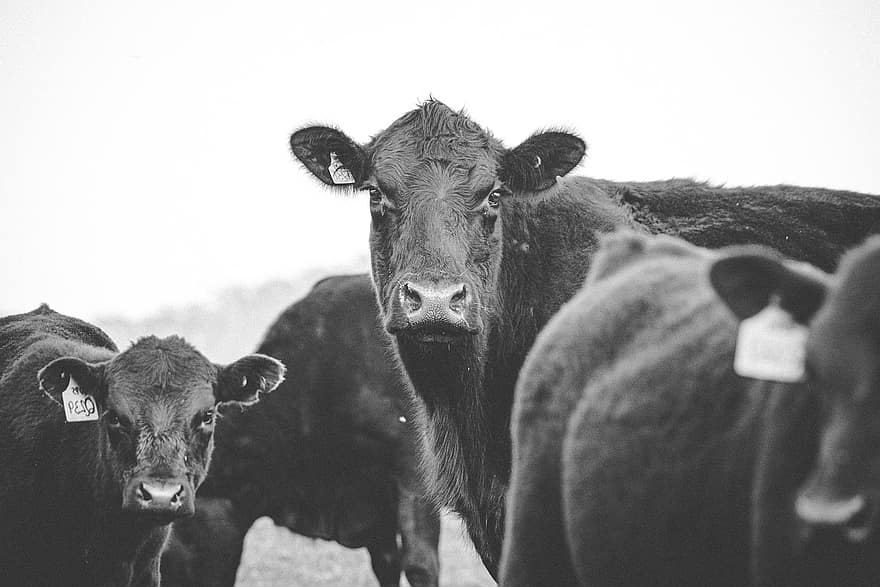 ganado, animales, vaca, Angus negro, ganado angus, ganado vacuno, bovino, mamíferos, granja, campo