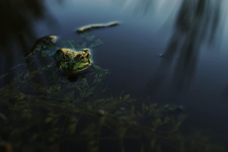 Frog, Evening, Water, Pond, Gold, Amphibian, Animals, Nature