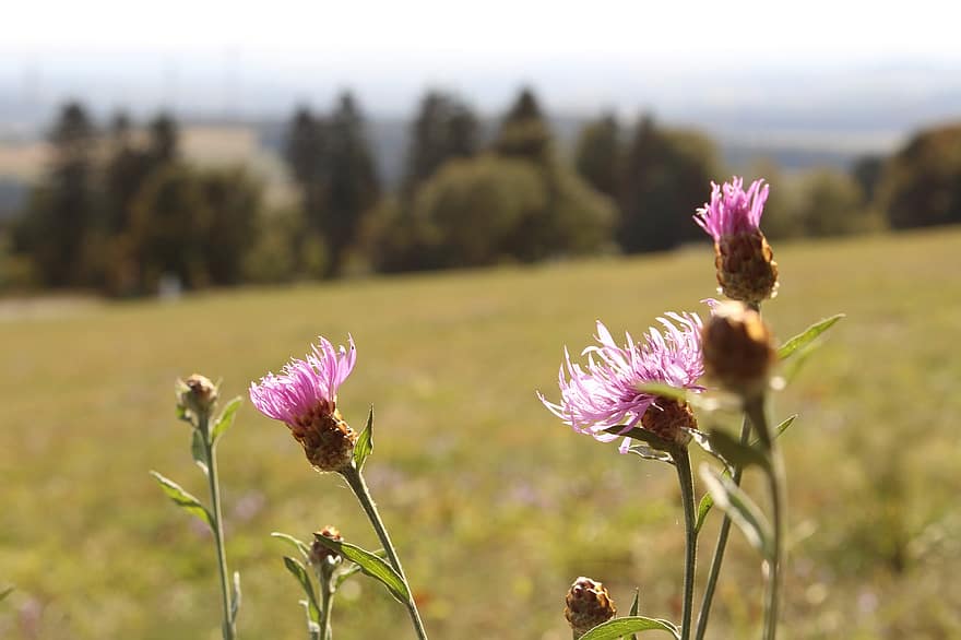 Thistle, Flowers, Meadow, Wildflowers, Spear Thistle, Bull Thistle, Common Thistle, Bloom, Blossom, Flowering Plant, Plant