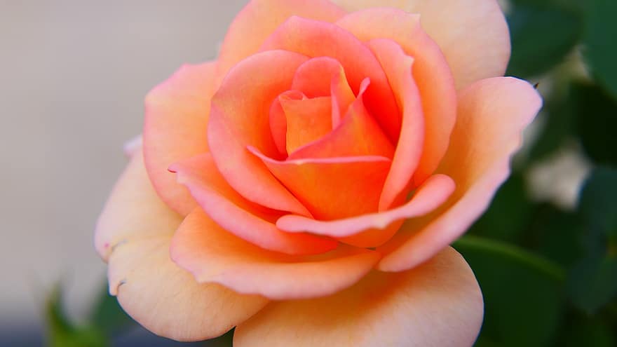 Роза, персик, лепестки, цветение, цвести, цветок, лепестки роз, Флора, завод, природа, не замужем