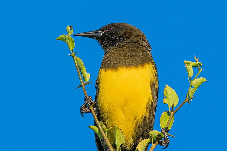 passarinhos, Marshbird marrom e amarelo, canetas, plumagem, ornitologia, animais selvagens