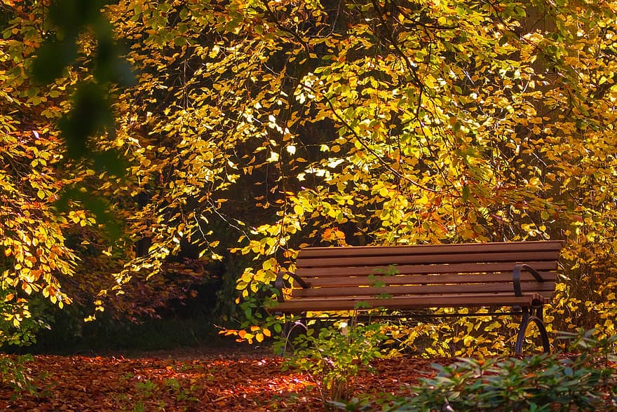 natura, panchina, autunno, parco, stagione, all'aperto