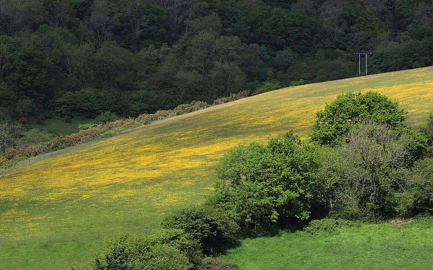 mezők, rét, Carmarthenshire, Wales, boglárka, fű, természet, fák, vidéki táj, tájkép, sárga