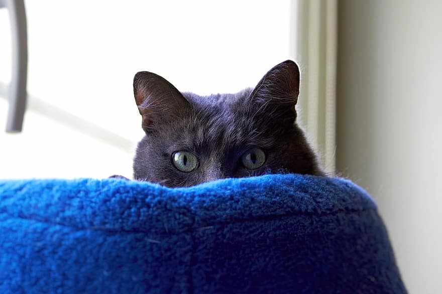 кошка, домашнее животное, Китти, глаза, кошачьи глаза, выглядывающий, выглядывает, выглядит, серый кот, кошачий, портрет