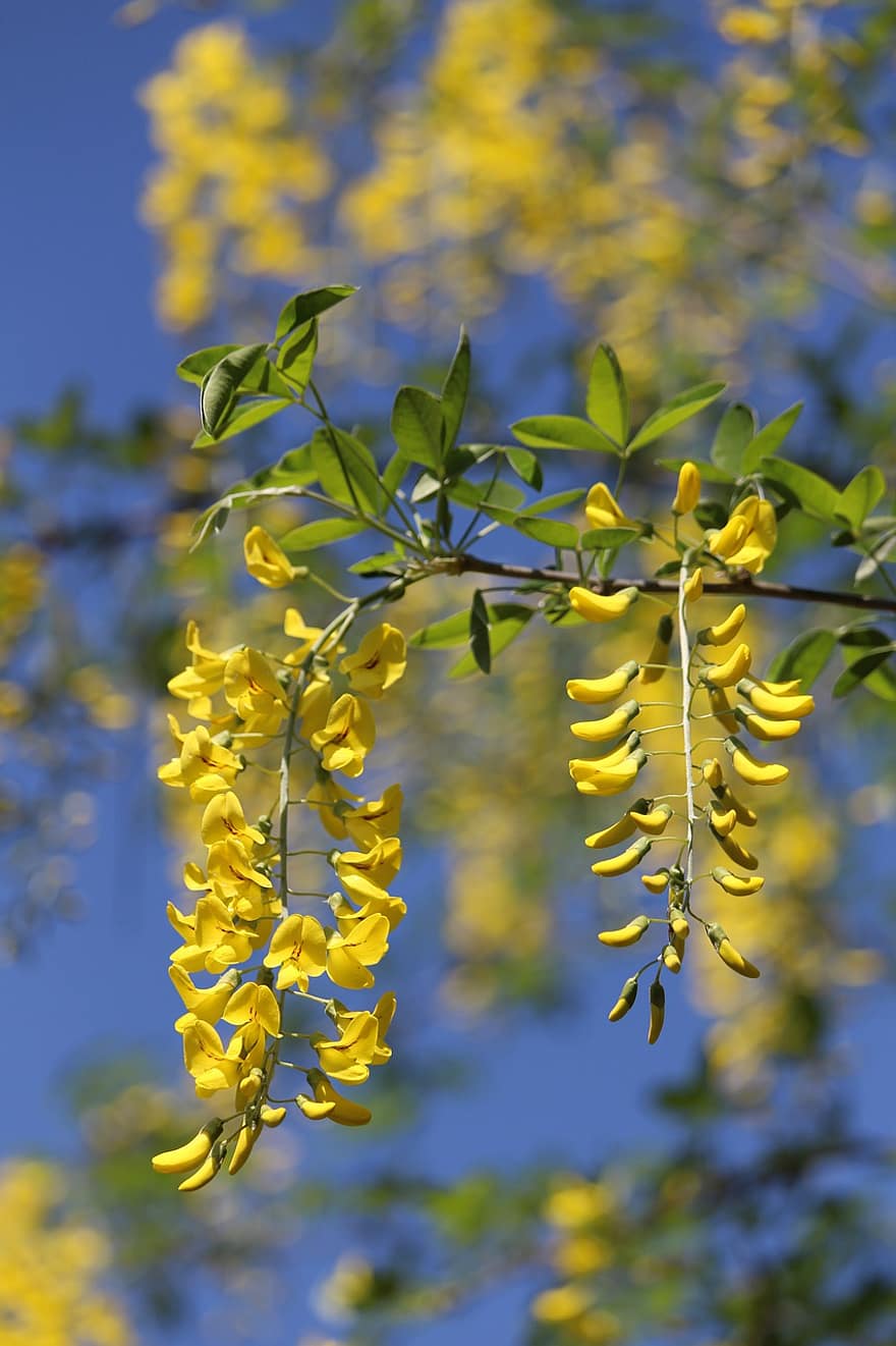 Goldregen, goldener Kettenbaum, goldener Regen, gelbe Blumen, Garten, blühender Strauch, Natur, Frühling, Blatt, Gelb, Ast