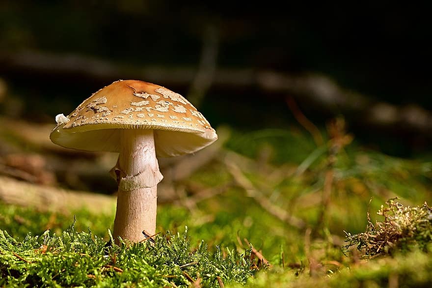 cogumelo, Perlpilz, floresta, cogumelo da floresta, chão da floresta, fungo de disco, musgo, verde
