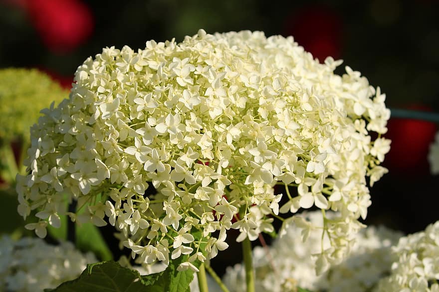 Snow Ball Hortensia, hortensia, Metsähortensia, Pensas Hortensia, valkoinen, kukinta, kukat, puutarha, lähikuva, kasvisto